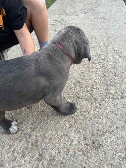 Cane Corso
