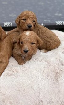 Goldendoodle