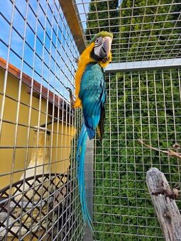 Ara Ararauna – samica 2025