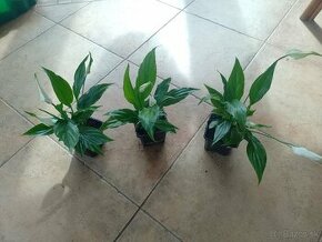 Lopatkovec biely 3mes rastlina 1ks/3,50€+posta - 1