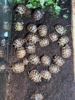 Suchozemska korytnacka - 1