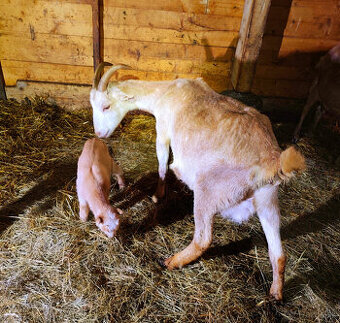 Predám kozu s kozičkou