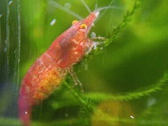 Bloody mary Orange eyes