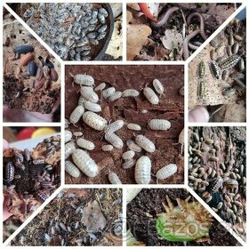 Isopody, mnohonožky, šneci, chvostoskoci - 1