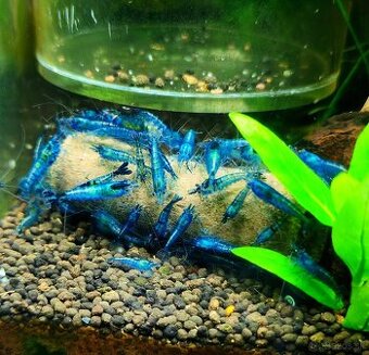 Neocaridina Blue Dream