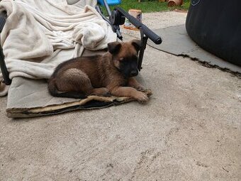 Belgický ovčiak Malinois cross