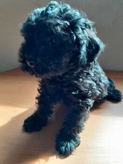 Toy pudel, pudlík,  100% toy