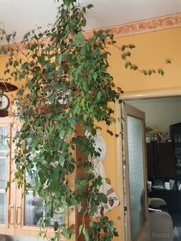 Monstera a cisus kosoštvorcový