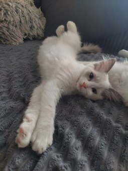 Ragdoll mačiatko bez PP (LV, LM)