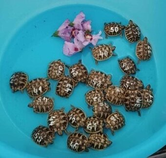 Predám suchozemské korytnačky zelenkasté - Testudo hermanni