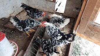 predam kohutov leghorn exchequer splash