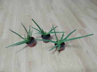 Aloe Vera liečivá rastlina 1ks/4€+posta