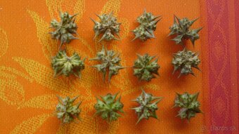 kotvičník zemný - semená