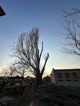 Arboristika, výrub a orez stromov