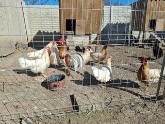 Vlaška červenosedlatá