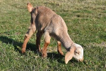 Predam Anglonubijske kozliatka