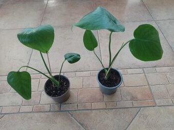 Monstera Dekiciosa )1ks/4,50€+posta