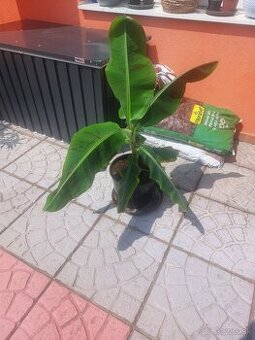 Predam bananovniky