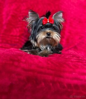 Yorkshire terrier, york s PP