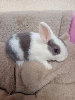 Mini zajačiky na predaj