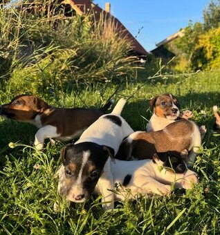 Jack Russel Terrier