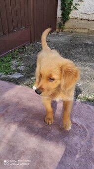 Zlatý retriever