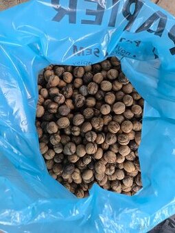 Predam vlasske orechy