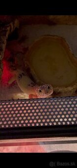 Gekoncik nočný samica