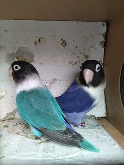 Agapornis škraboškovy