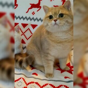 Britské mačiatka❤️ s PP extra kvalita - 1