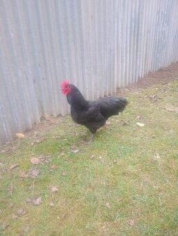 Kohúty australorpka