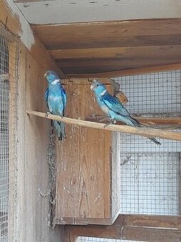 Barnard červenočelý modrý