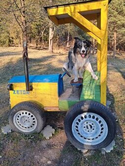 Borderkolia psík krytie