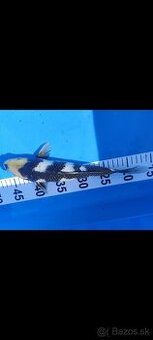 Koi kapor