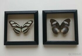 Preparovaný motýľ