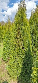 Tuja smaragd - AKCIA 200cm len 16Eur