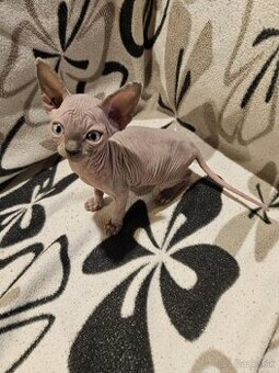 Sphynx