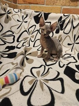 Sphynx