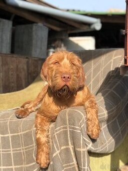 Drôtosrstá maďarská vizsla, adopcia zdarma, 4-ročný pes