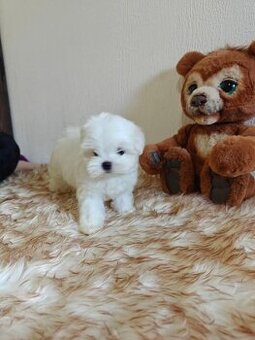 Maltezak mini