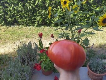 Planty rajčiny