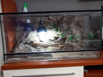 Agama bradatá