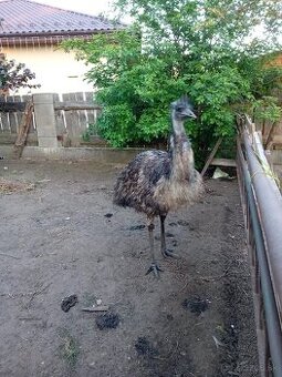 Predám pštrosa emu