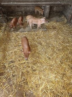 Kancek kanec duroc odstavcata