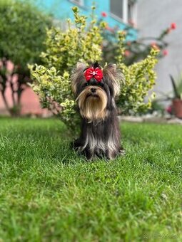 Yorkshire terrier, york s PP
