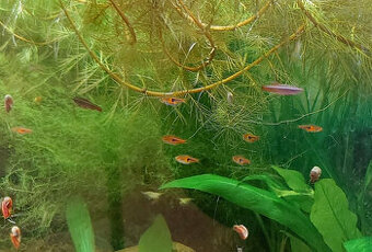 Akvarijné rastliny, Myriophyllum