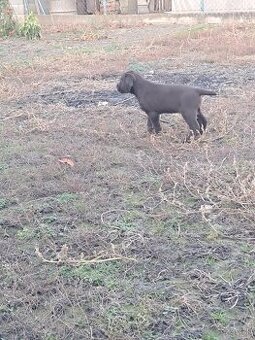 Nemecky drotosrsty stavac.