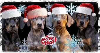 Louisiansky leopardí pes s PP