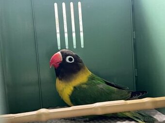 Predam Agapornisi Škraboškove