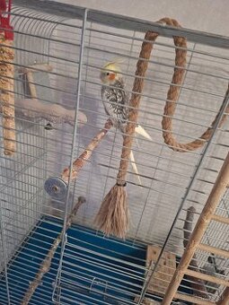 Ponukam krotku korelu